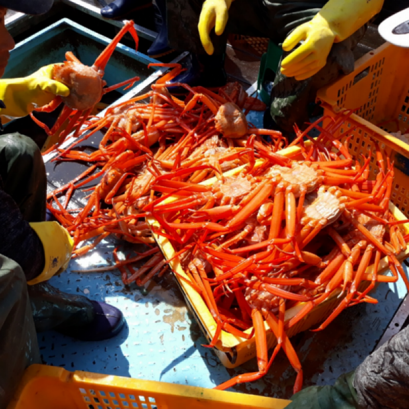 러시아대게, 대게, 자숙대게, 선어대게, 대게찜, 선어, 킹크랩, 러시아킹크랩, 홍게, 마가단, 프리모리, 활대게, 라이브대게, 대게택배, 킹크랩, 레드킹크랩, 블루킹크랩, 브라운킹크랩, 활 킹크랩, 선어킹크랩, 킹크랩자숙, 킹크랩찜, 브라운크랩, 수산물, 해산물, 홍게택배, 건어물, 가자미세꼬시, 세꼬시회, 미주구리, 임연수, 이면수, 대구, 생대구, 코다리, 양미리, 동해대게, 동해러시아대게, 오징어입, 맥주안주, 동해항씨푸드