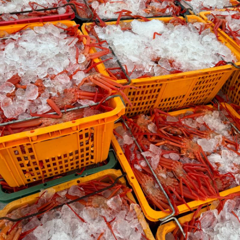 러시아대게, 대게, 자숙대게, 선어대게, 대게찜, 선어, 킹크랩, 러시아킹크랩, 홍게, 마가단, 프리모리, 활대게, 라이브대게, 대게택배, 킹크랩, 레드킹크랩, 블루킹크랩, 브라운킹크랩, 활 킹크랩, 선어킹크랩, 킹크랩자숙, 킹크랩찜, 브라운크랩, 수산물, 해산물, 홍게택배, 건어물, 가자미세꼬시, 세꼬시회, 미주구리, 임연수, 이면수, 대구, 생대구, 코다리, 양미리, 동해대게, 동해러시아대게, 오징어입, 맥주안주, 동해항씨푸드