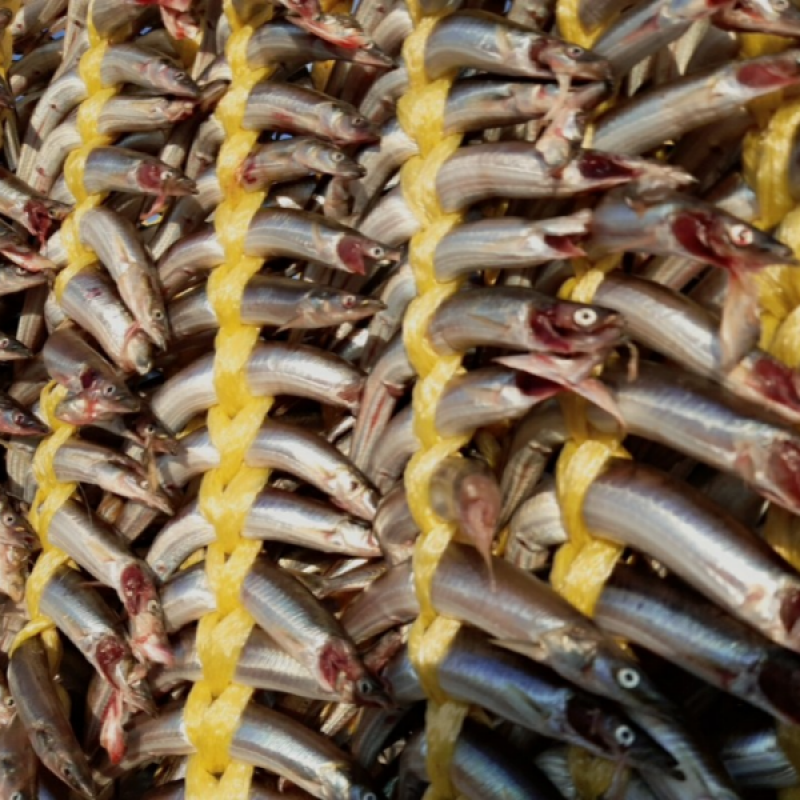 러시아대게, 대게, 자숙대게, 선어대게, 대게찜, 선어, 킹크랩, 러시아킹크랩, 홍게, 마가단, 프리모리, 활대게, 라이브대게, 대게택배, 킹크랩, 레드킹크랩, 블루킹크랩, 브라운킹크랩, 활 킹크랩, 선어킹크랩, 킹크랩자숙, 킹크랩찜, 브라운크랩, 수산물, 해산물, 홍게택배, 건어물, 가자미세꼬시, 세꼬시회, 미주구리, 임연수, 이면수, 대구, 생대구, 코다리, 양미리, 동해대게, 동해러시아대게, 오징어입, 맥주안주, 동해항씨푸드